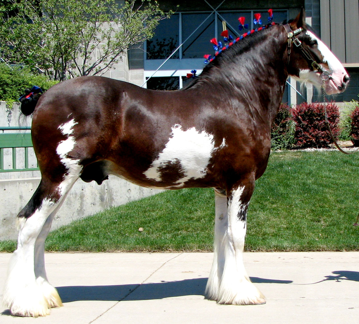 Clydesdale Horses